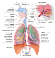 Respiratory System Complete En.svg