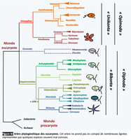 Arbre Phylogénétique Des Eucaryotes   P.silar (2016)